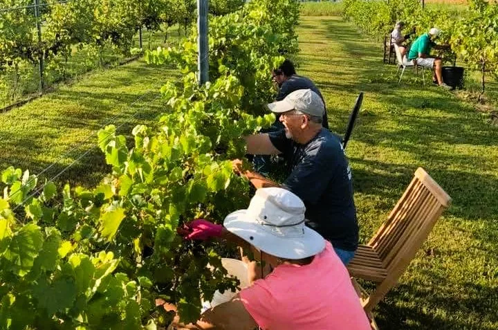 dpa-picking-grapes