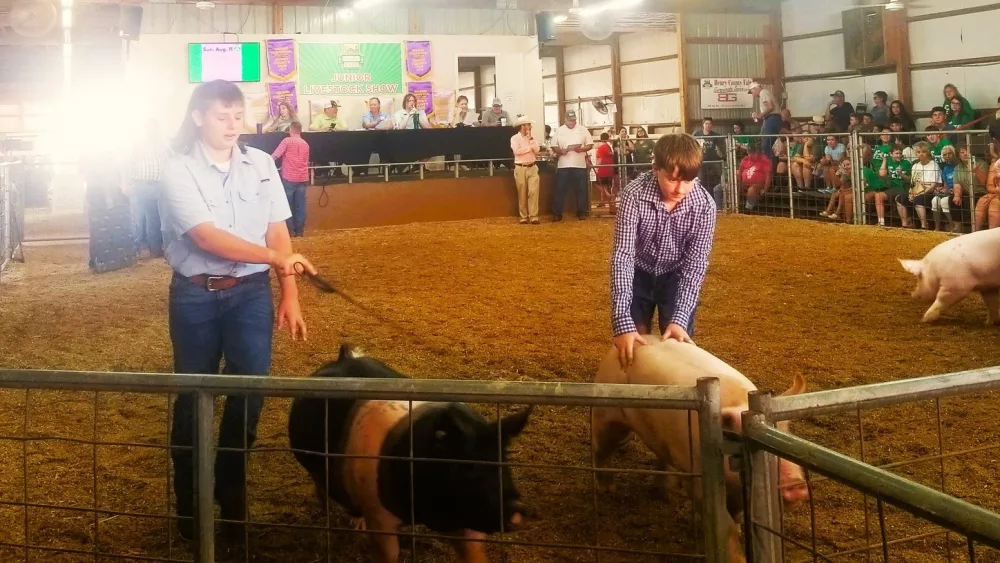 fair-hogs-by-me-crop