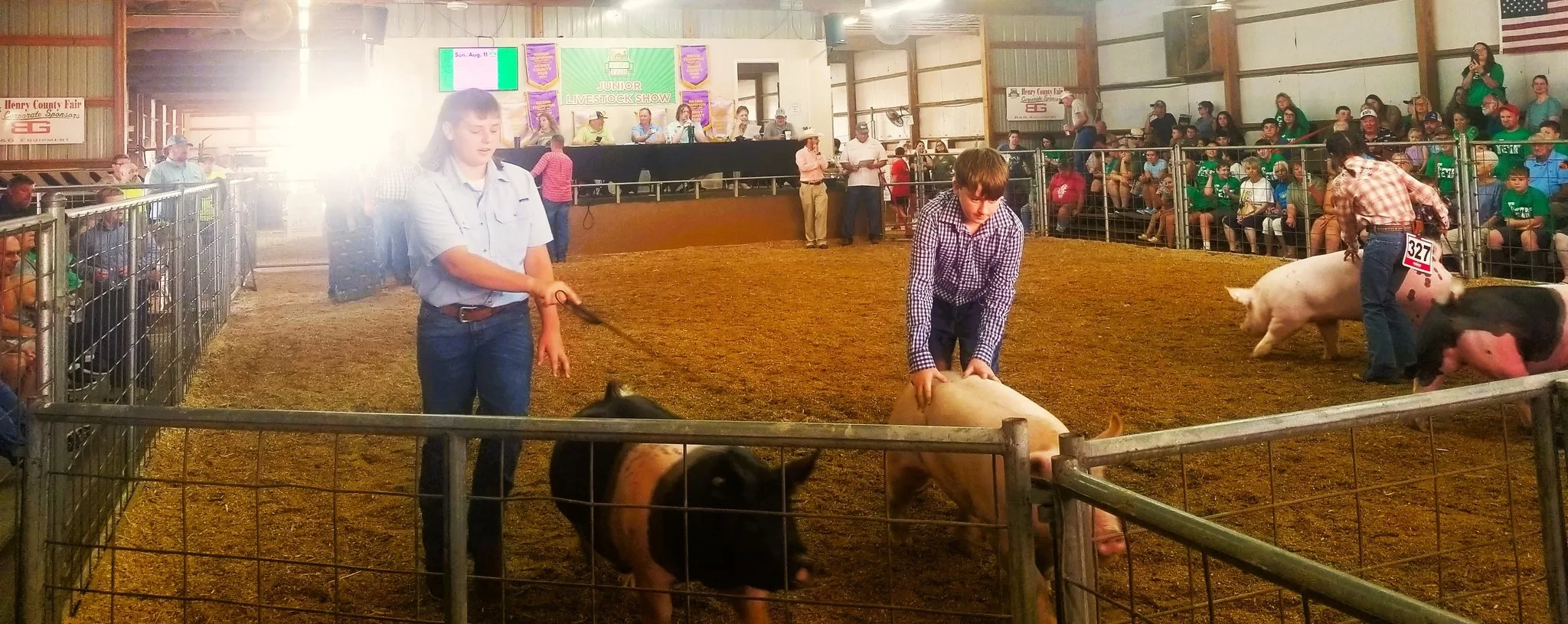 fair-hogs-by-me-crop