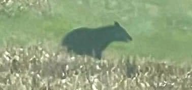 fulton-co-bear