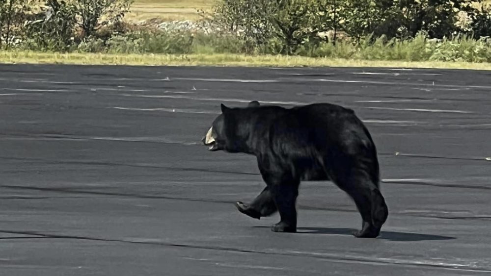 bear-at-airport