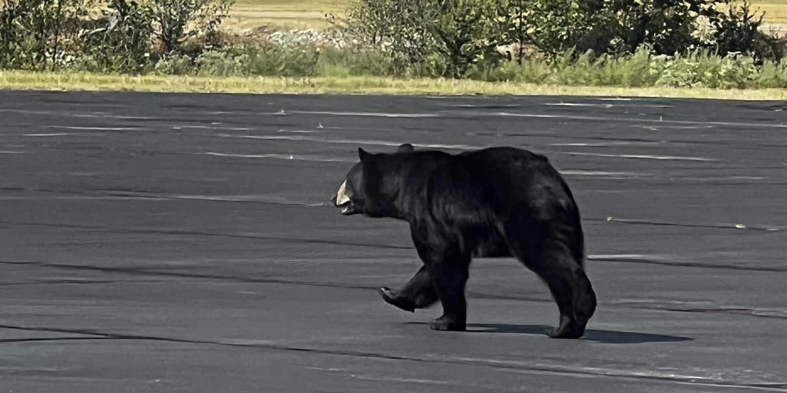 bear-at-airport