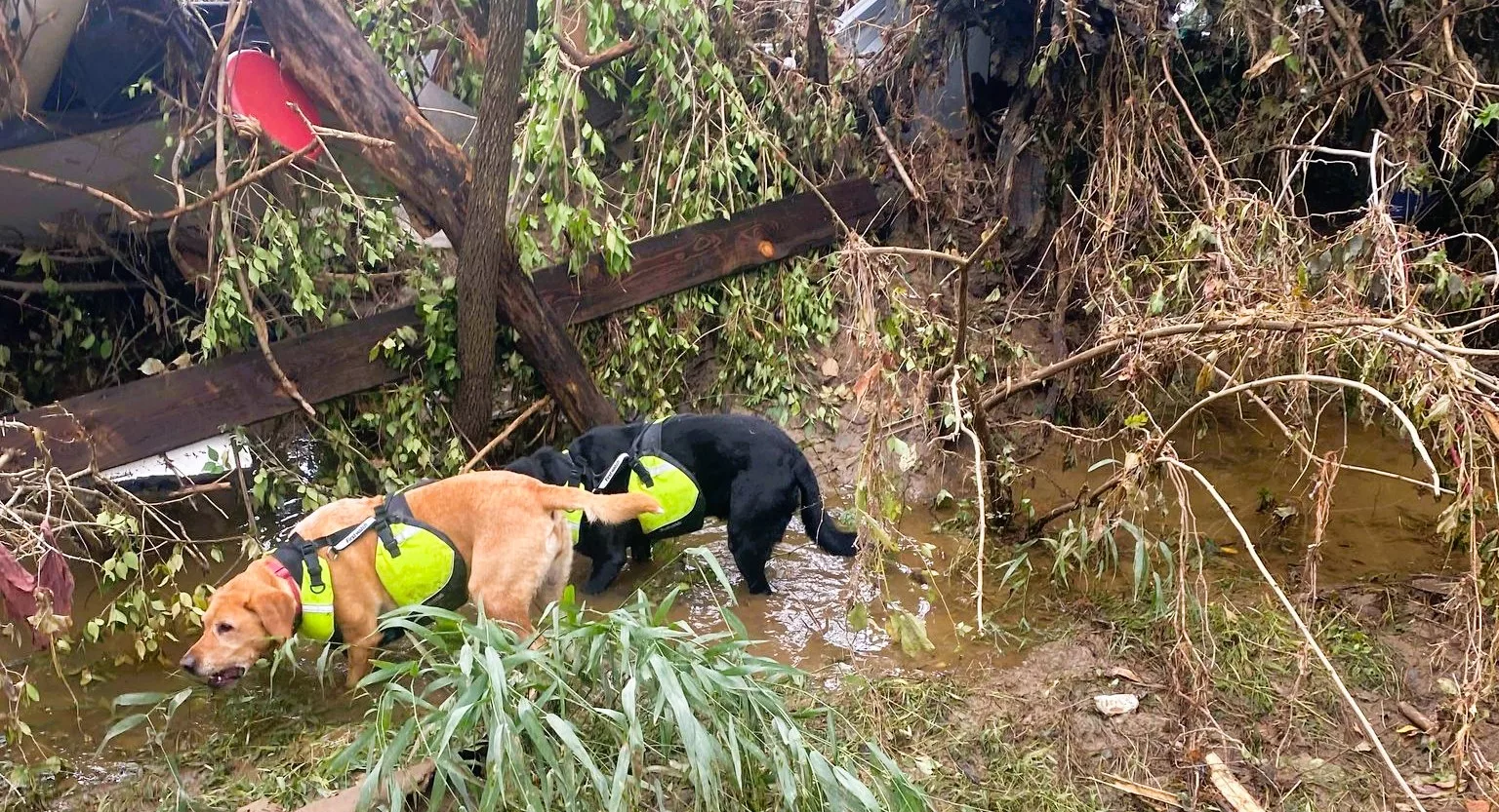 cumberland-k9-searching-helene