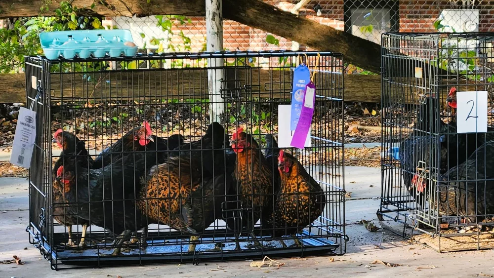 chick-chain
