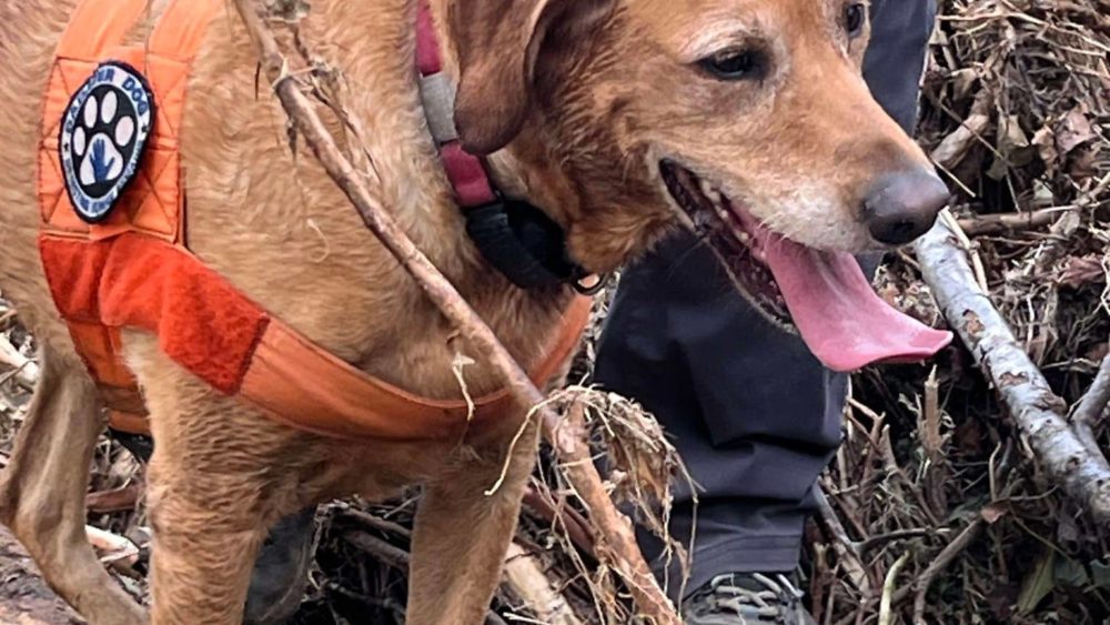 cumber-k9-team-helene