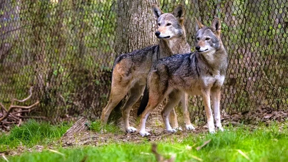 lbl-wolf-week
