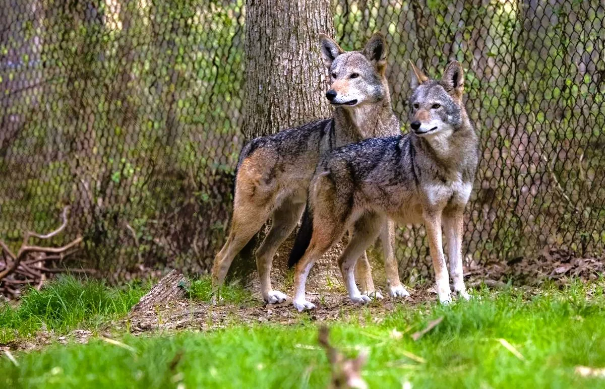 lbl-wolf-week
