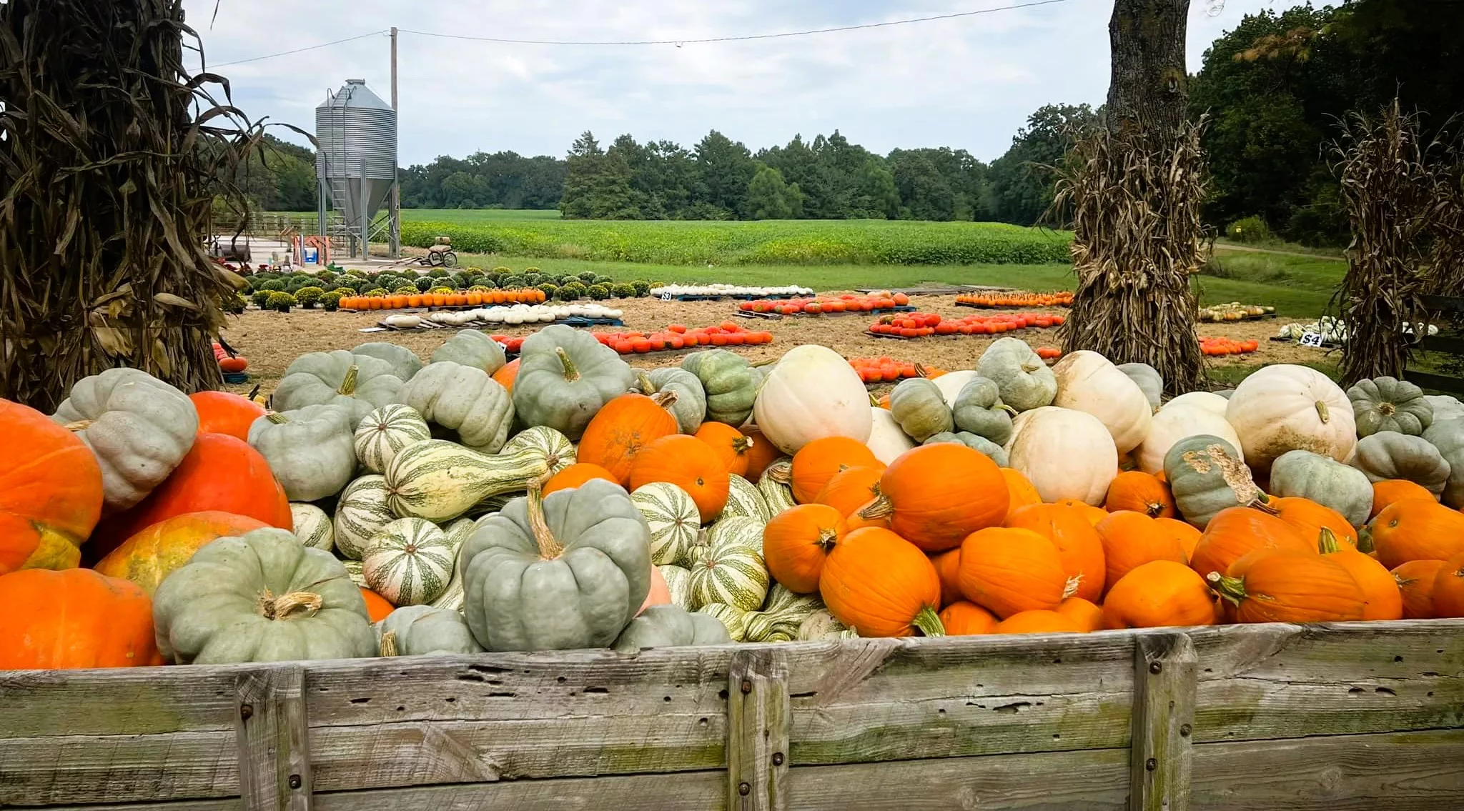 pumpkins-tourism