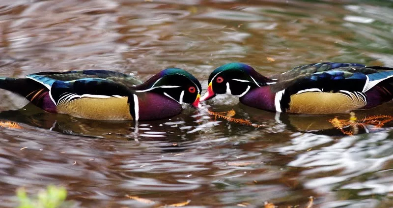 lbl-ducks
