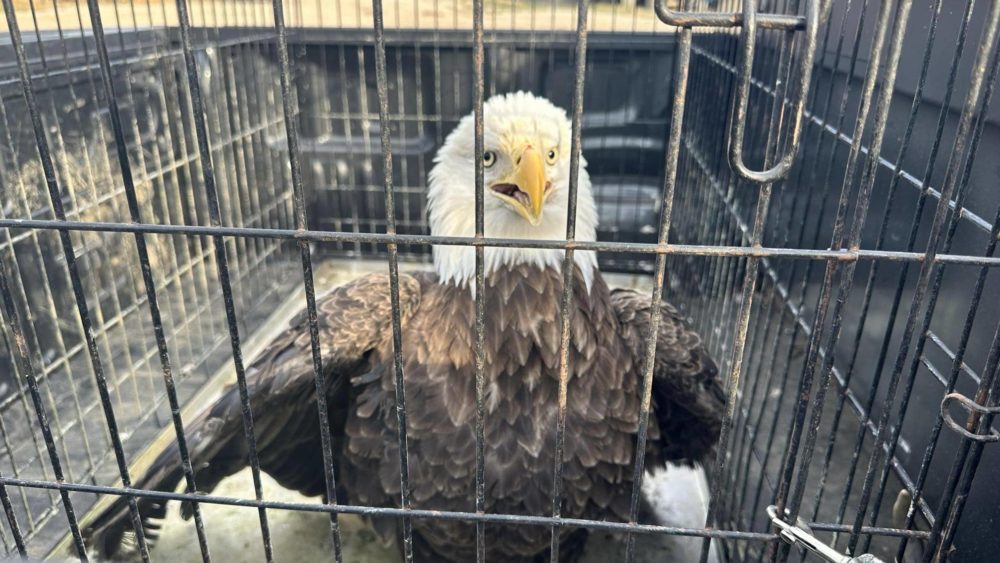 bald-eagle-in-cg