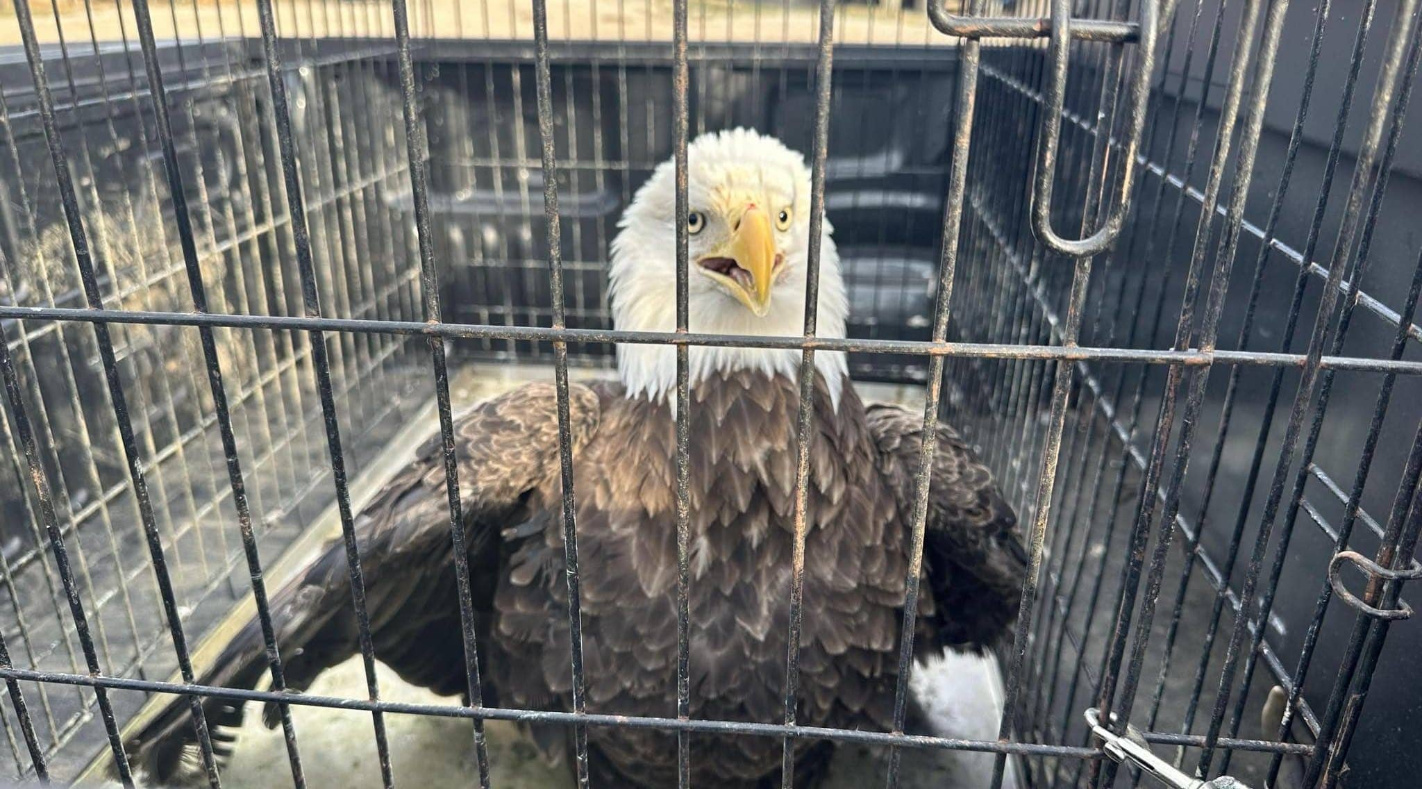 bald-eagle-in-cg