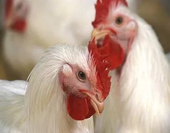 chicken-another
