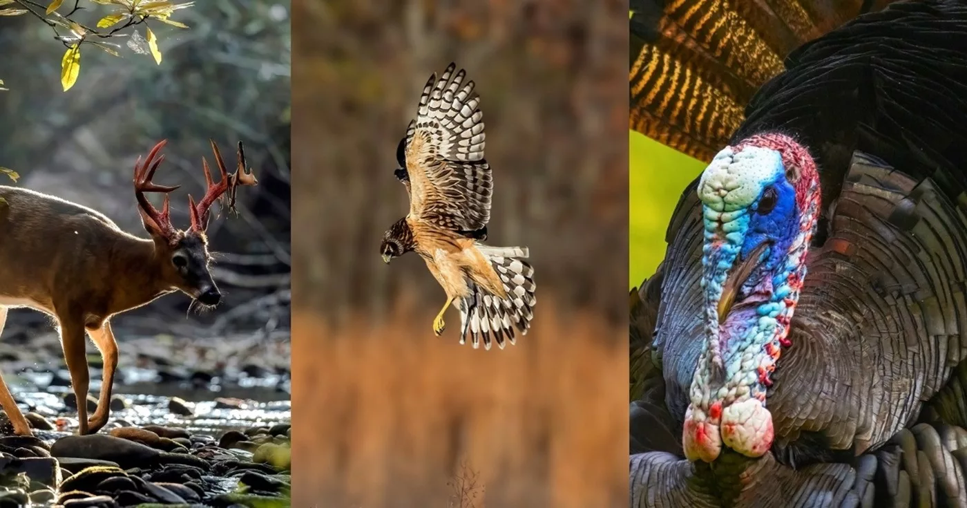 wildlife-photography-contest-home-page-button-1
