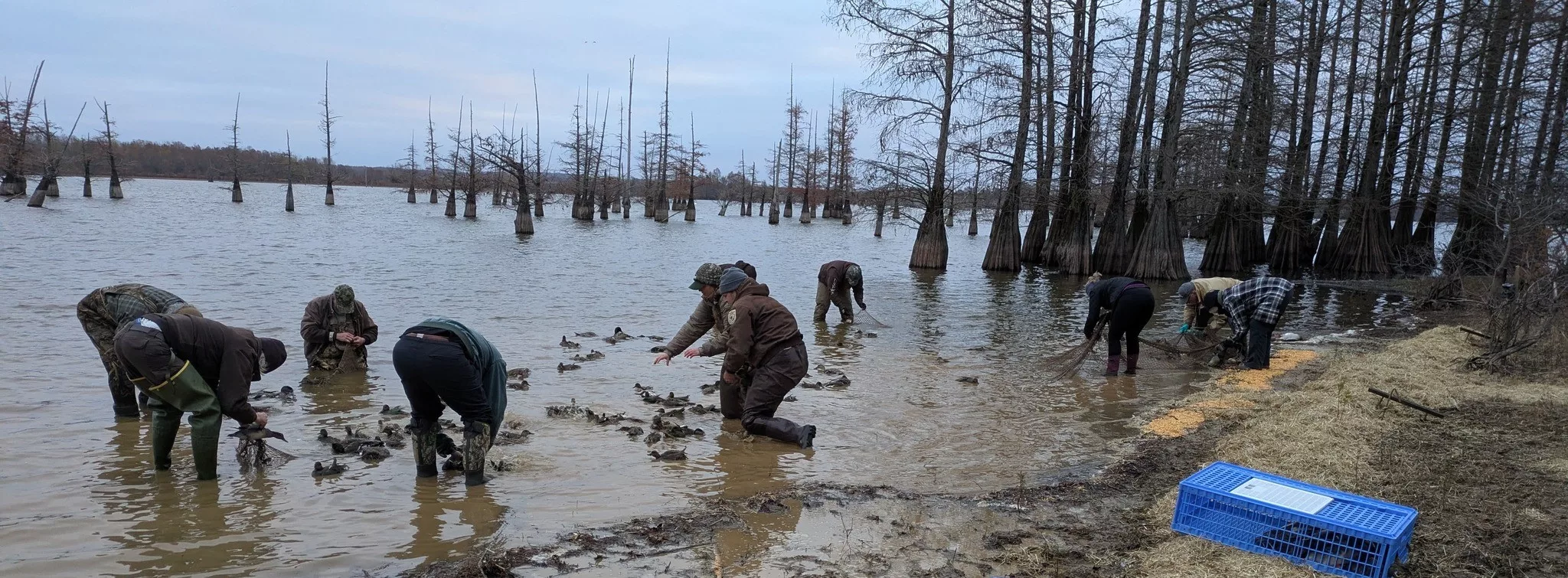 refuge-banding-winter