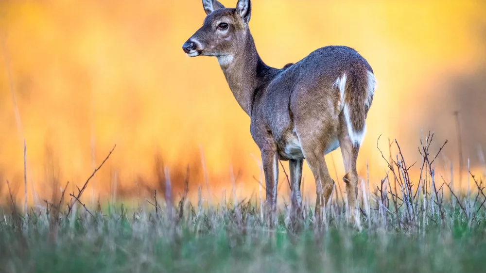 doewhite-taileddeergrazingatsunset-2