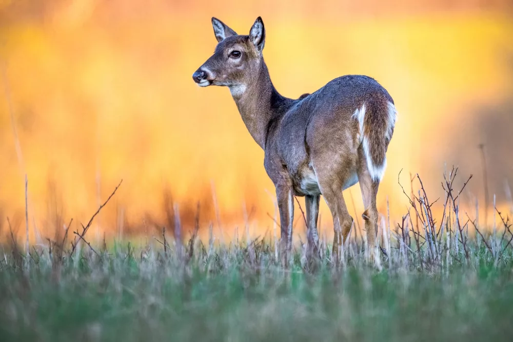 doewhite-taileddeergrazingatsunset-2