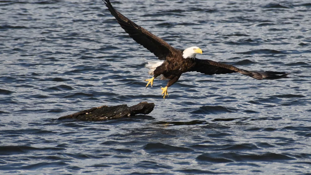 reelfoot-eagle