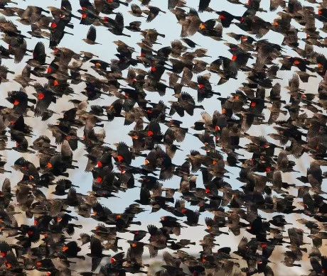 lbl-red-winged