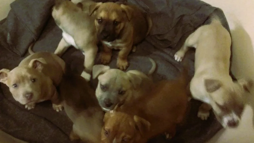 puppies-dumped