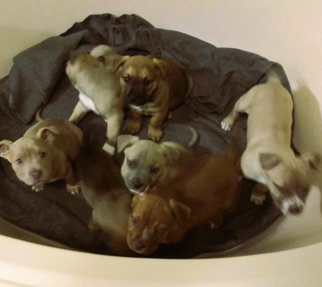 puppies-dumped
