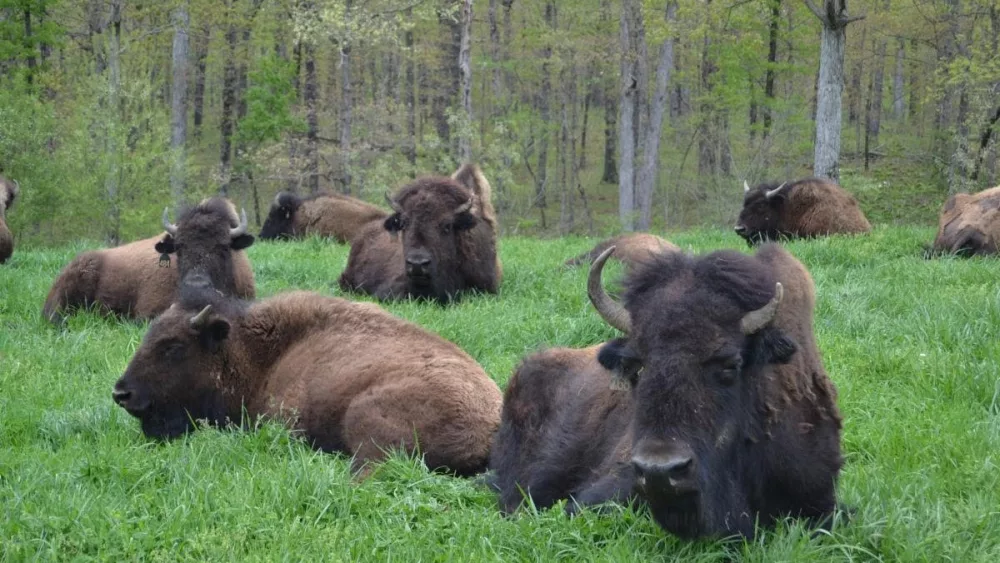 bison-2