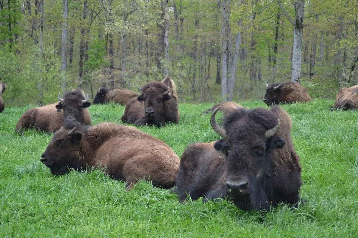 bison-2