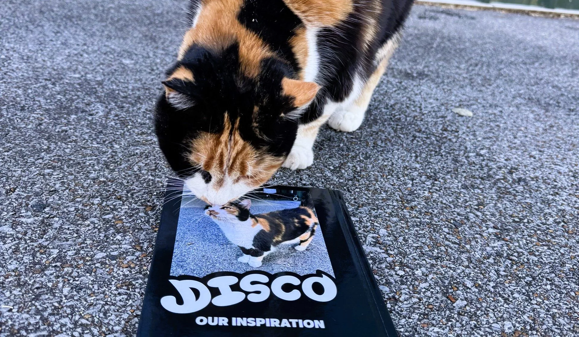 dpa-disco