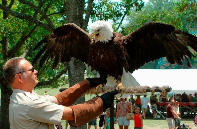 david-haggard-and-eagle