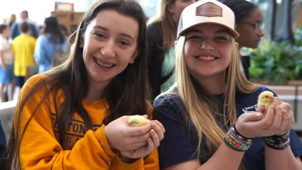 dpa-chicks