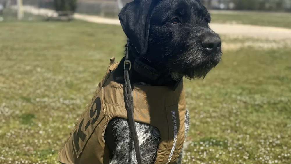 oc-k9-sammie