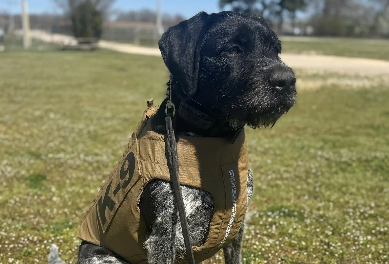oc-k9-sammie