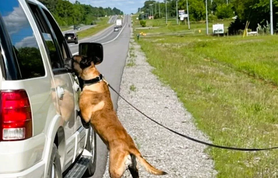 stew-co-harry-at-car