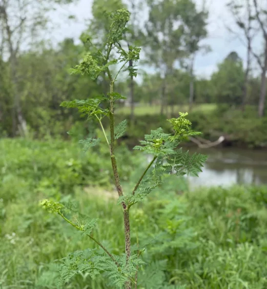poison-hemlock-3