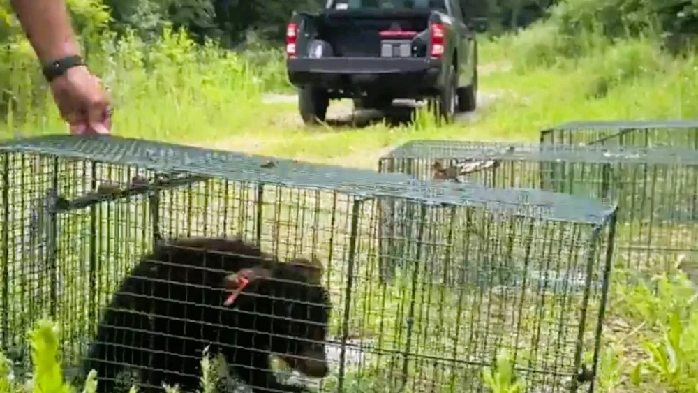 twra-bear-cubs