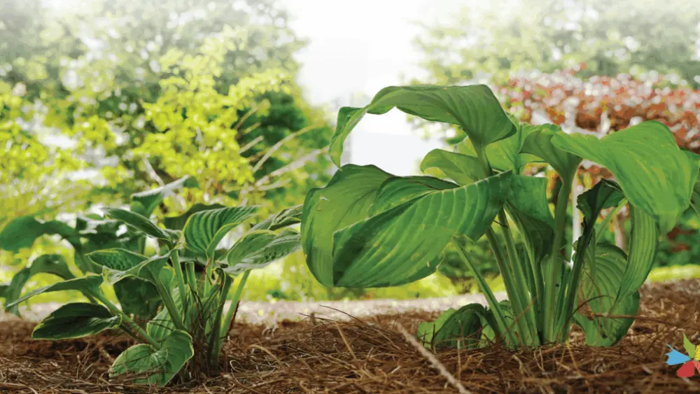 dpa-hosta