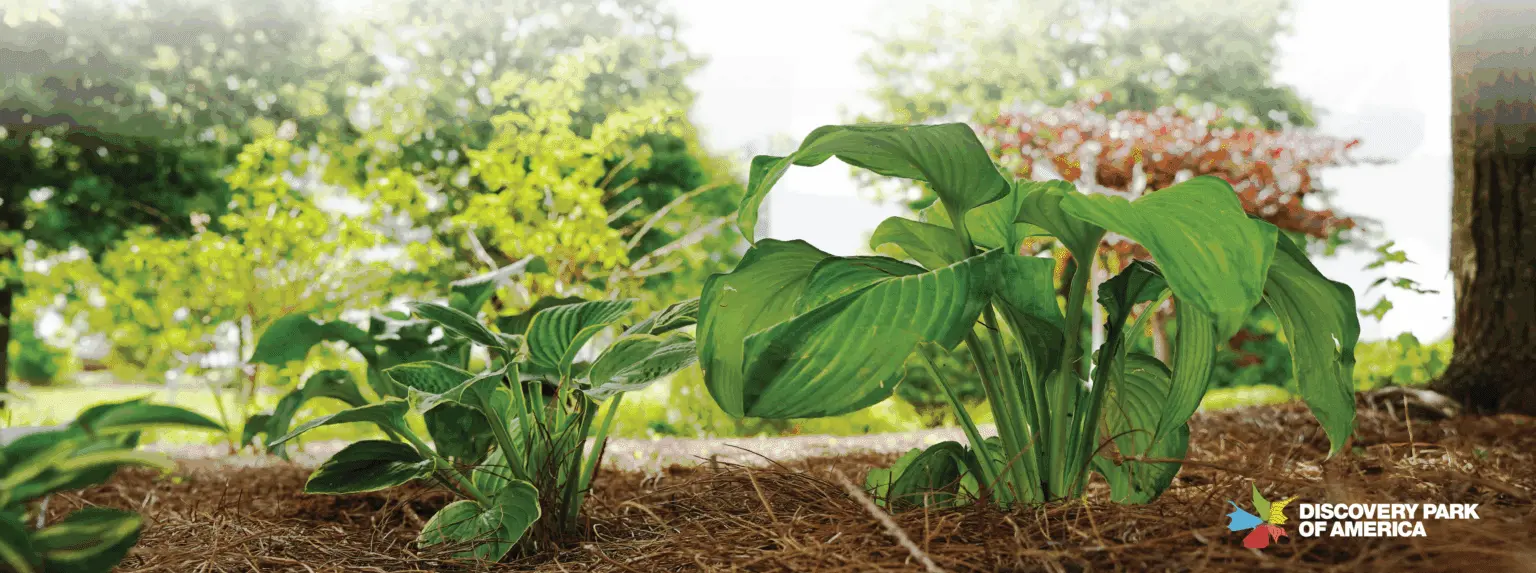 dpa-hosta