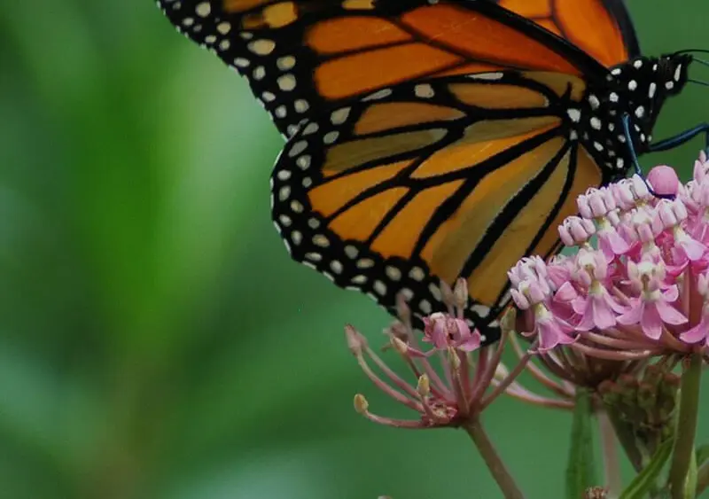 milkweed