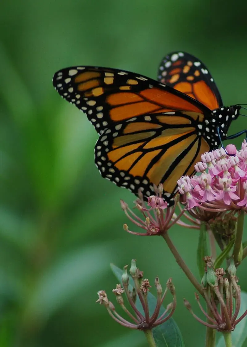 milkweed