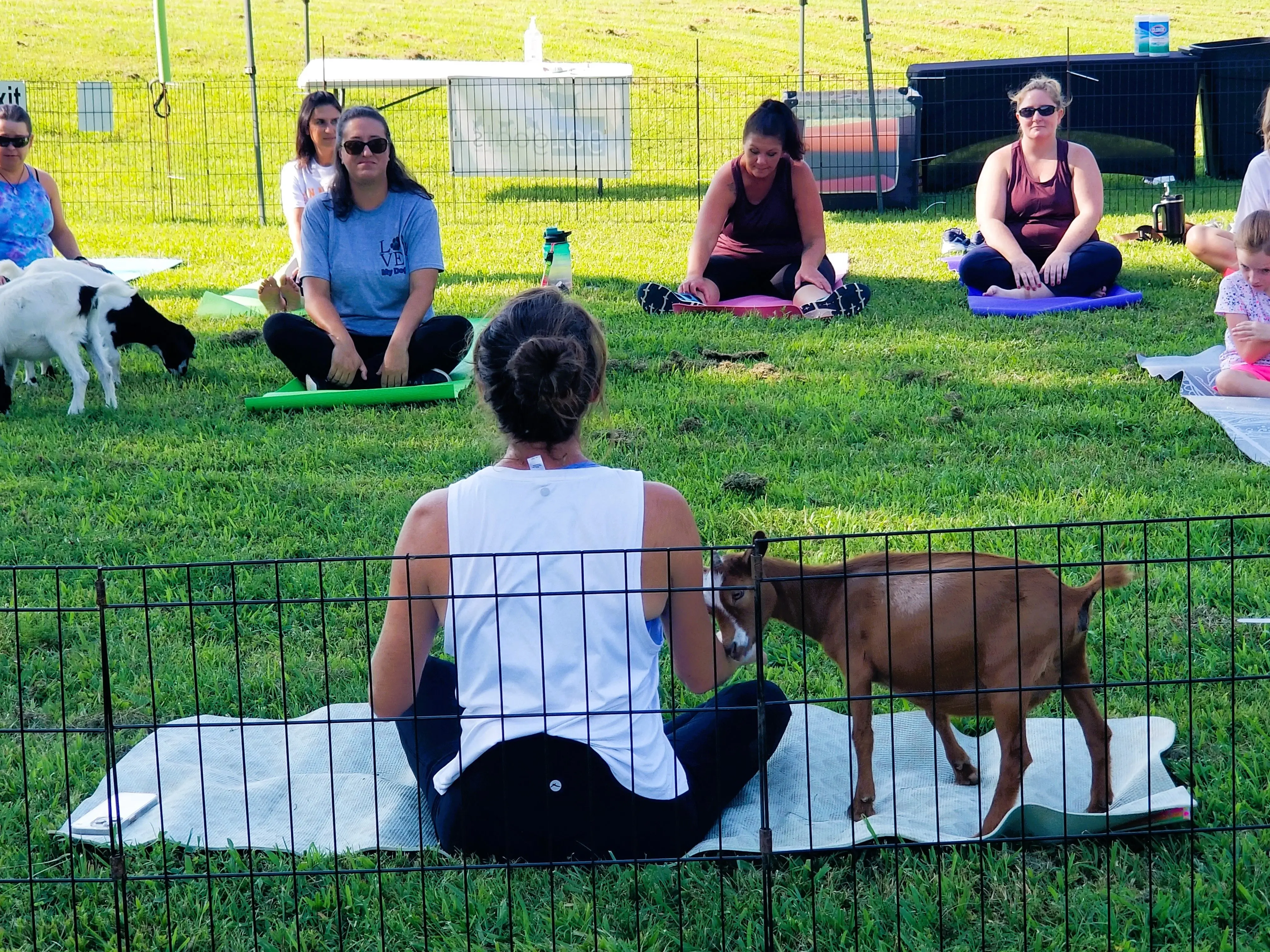 goat-yoga-randi-french