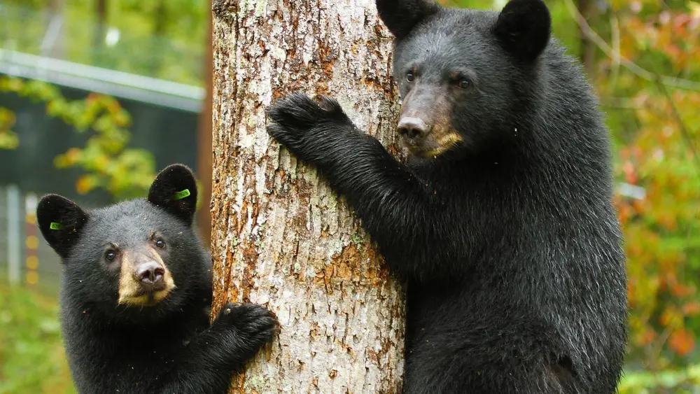 appalachian-bear-rescue