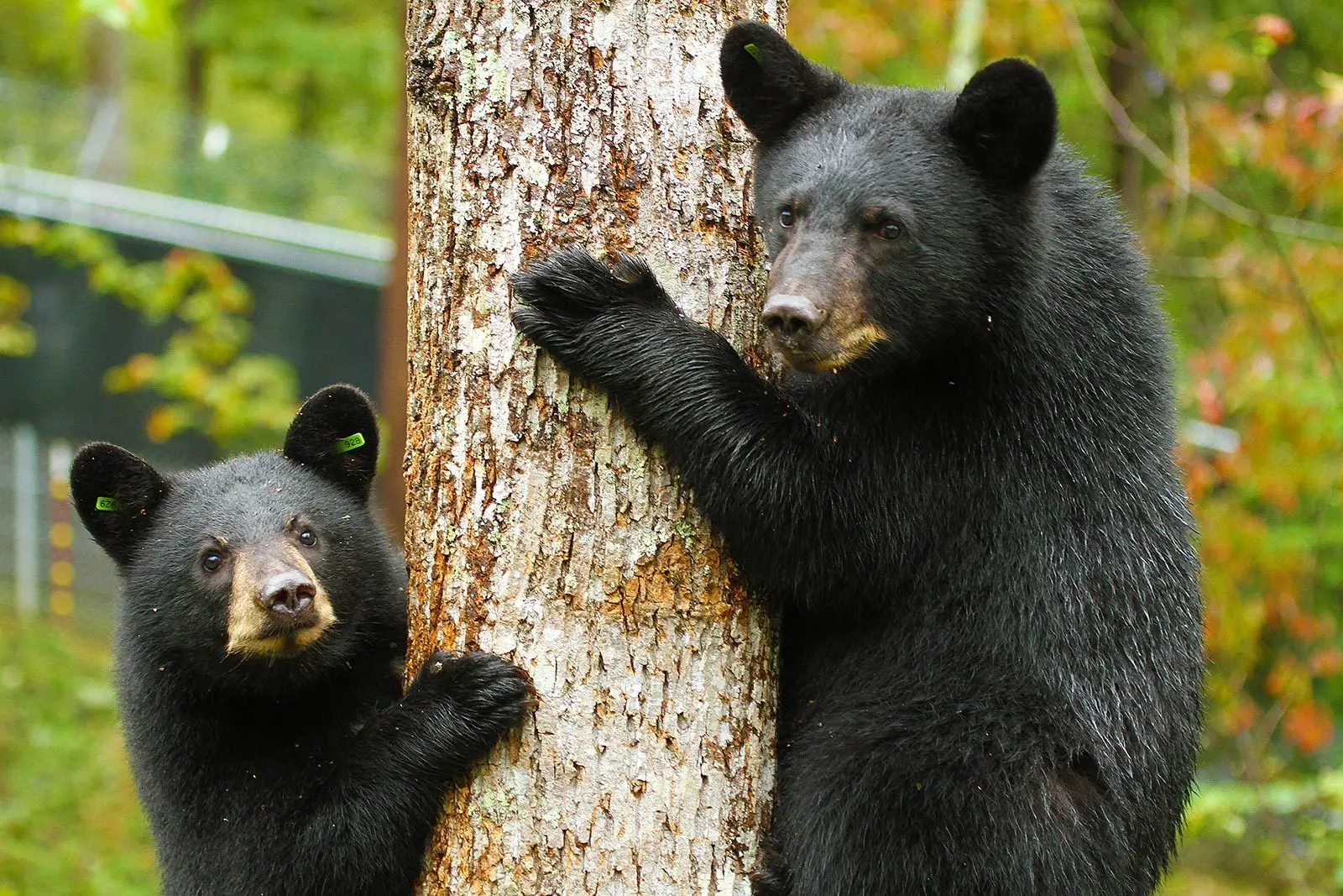 appalachian-bear-rescue
