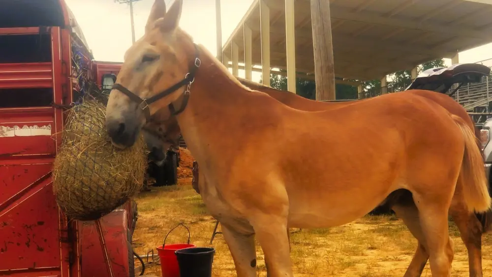fair-first-mules