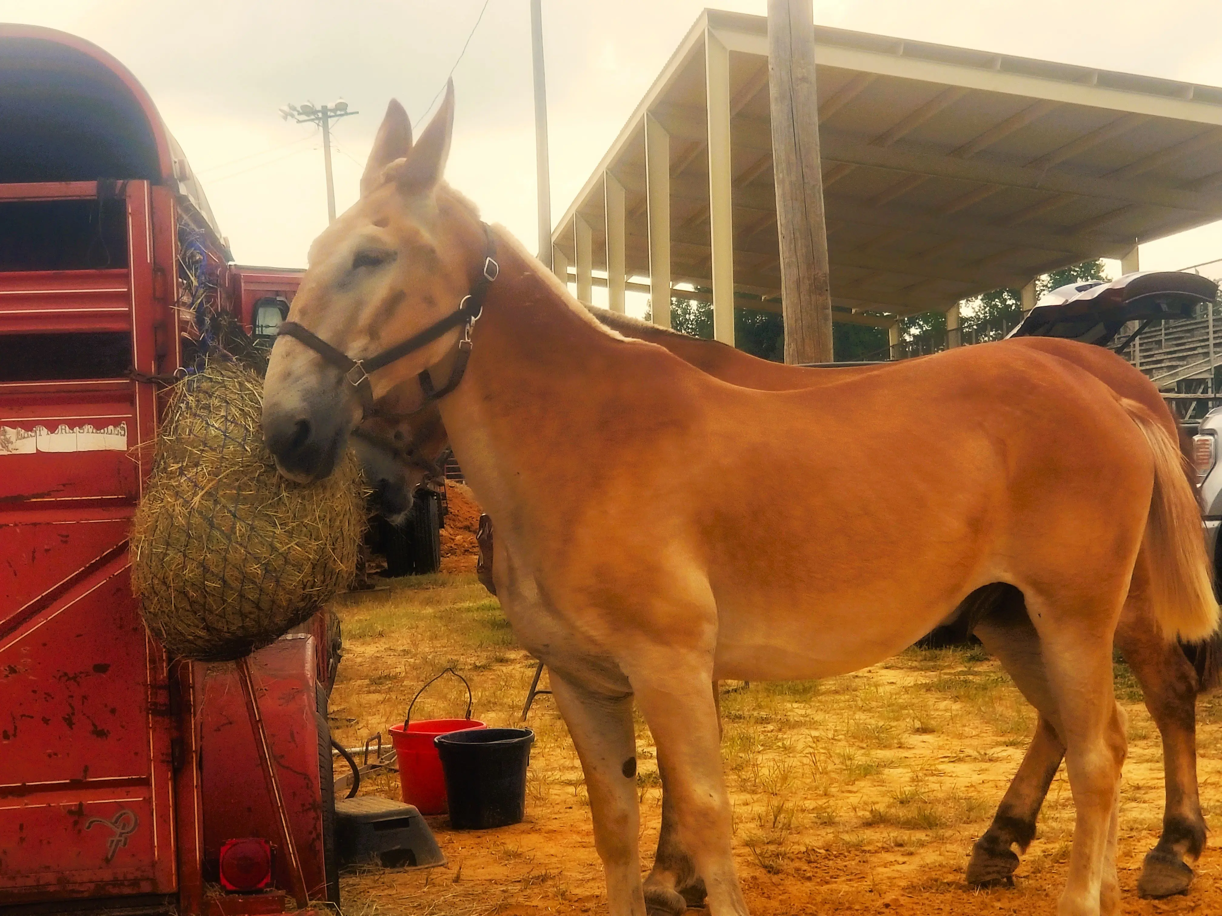 fair-first-mules
