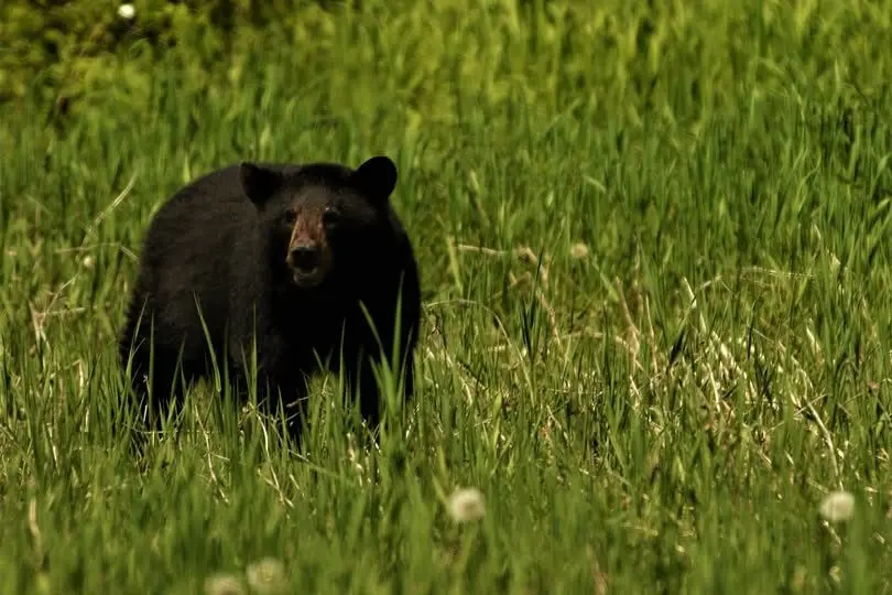 black-bear-twra