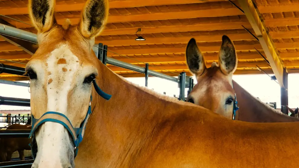 horse-mule-pull-two-25