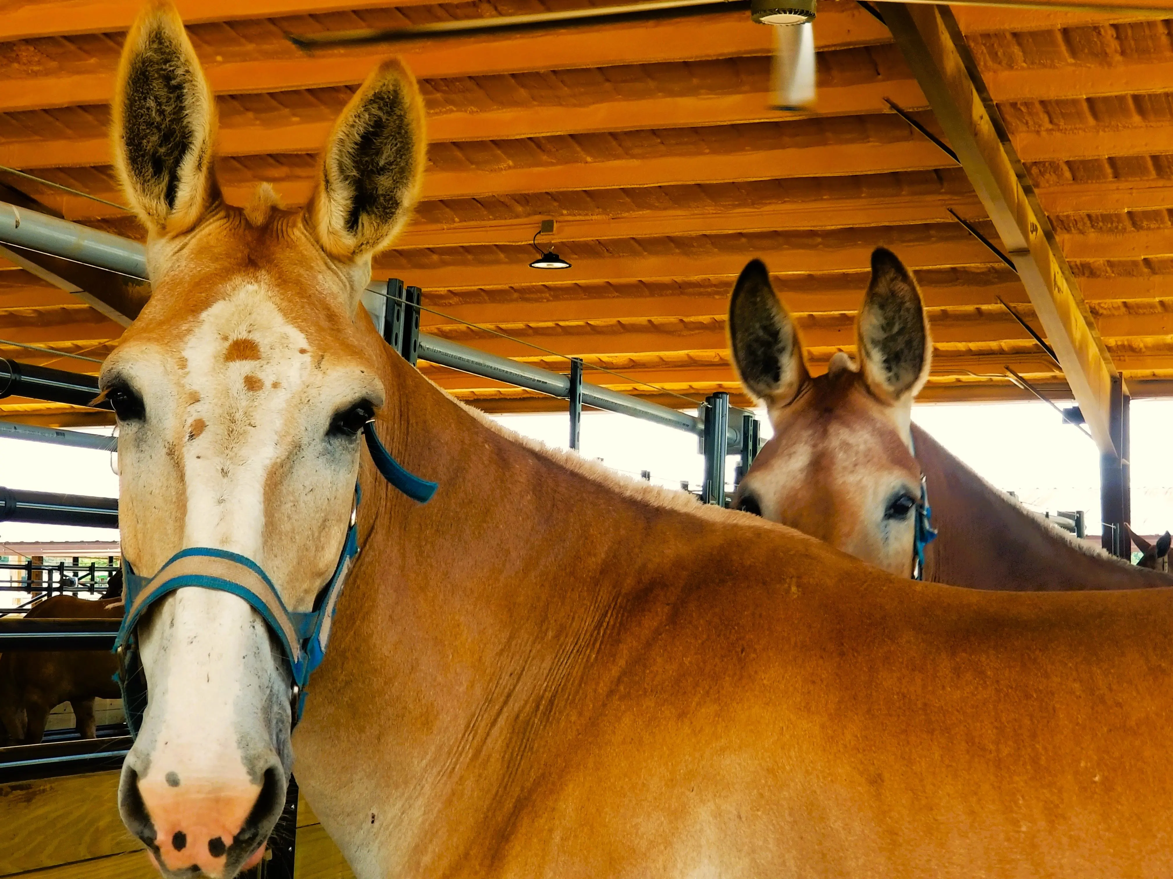 horse-mule-pull-two-25