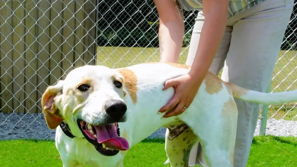 animal-shelter-doggie
