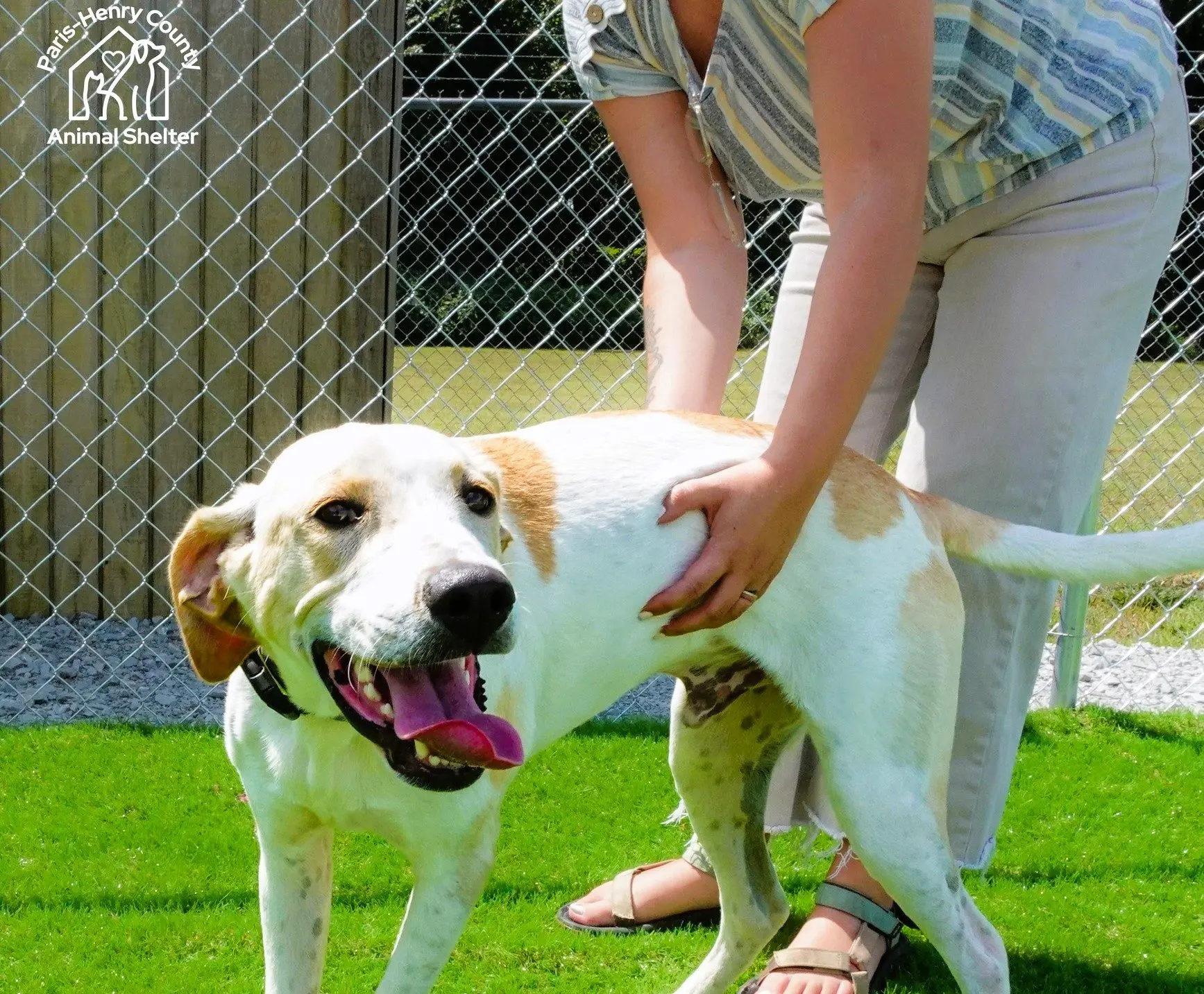 animal-shelter-doggie