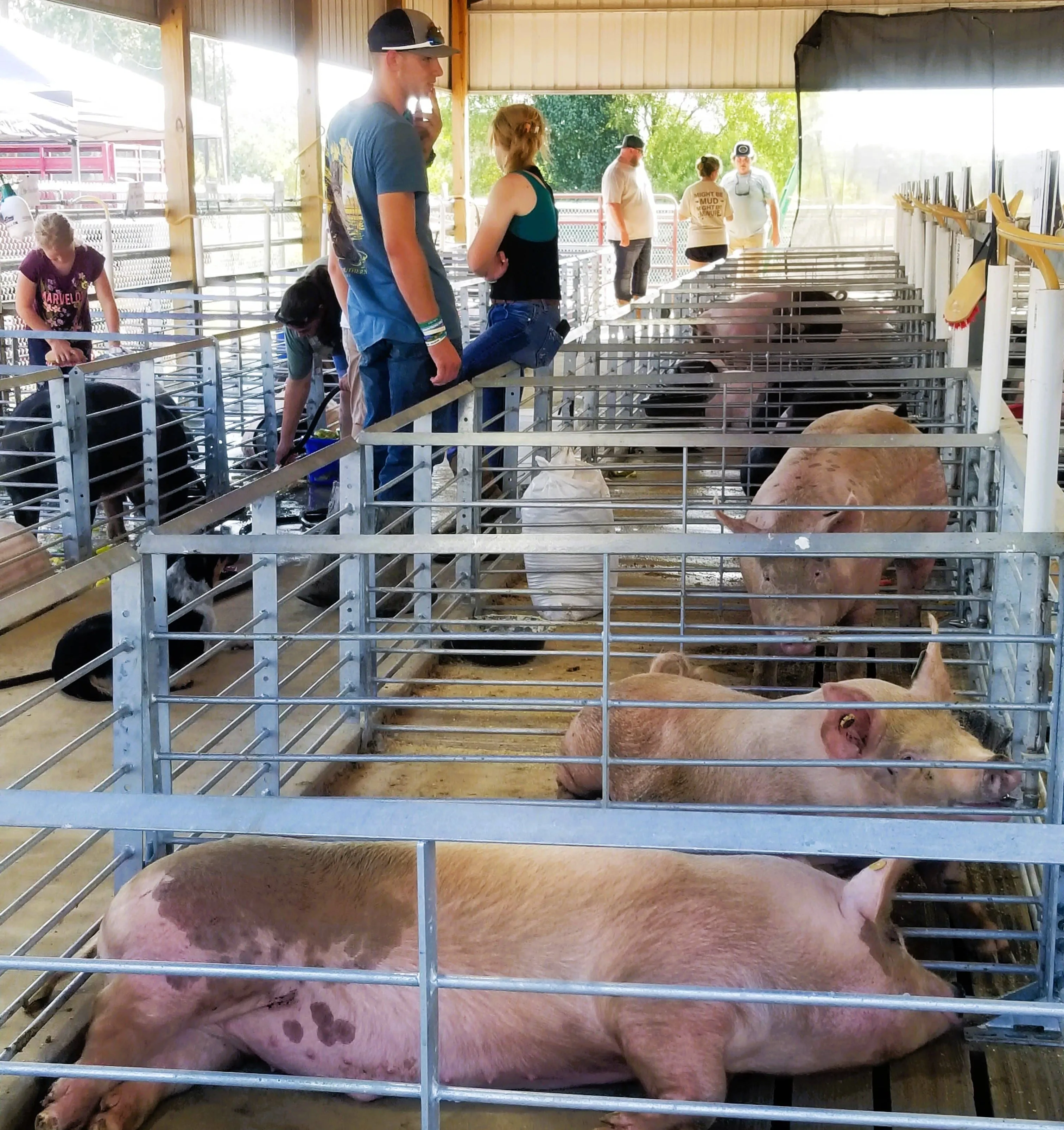 fair-25-hogs-w-wtermelon