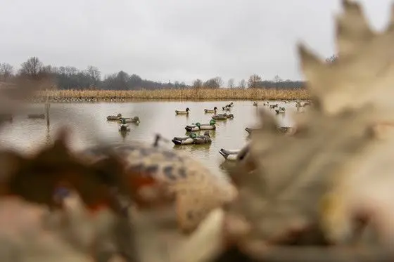 ky-waterfowl